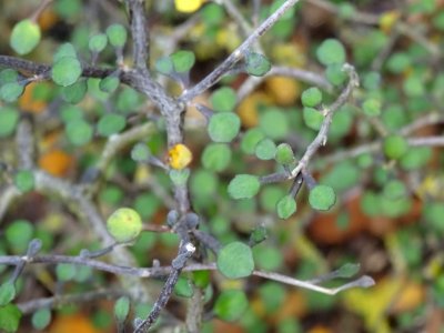 Corokie, Corokia cotoneaster, Argophyllacées, Arboretum de… 