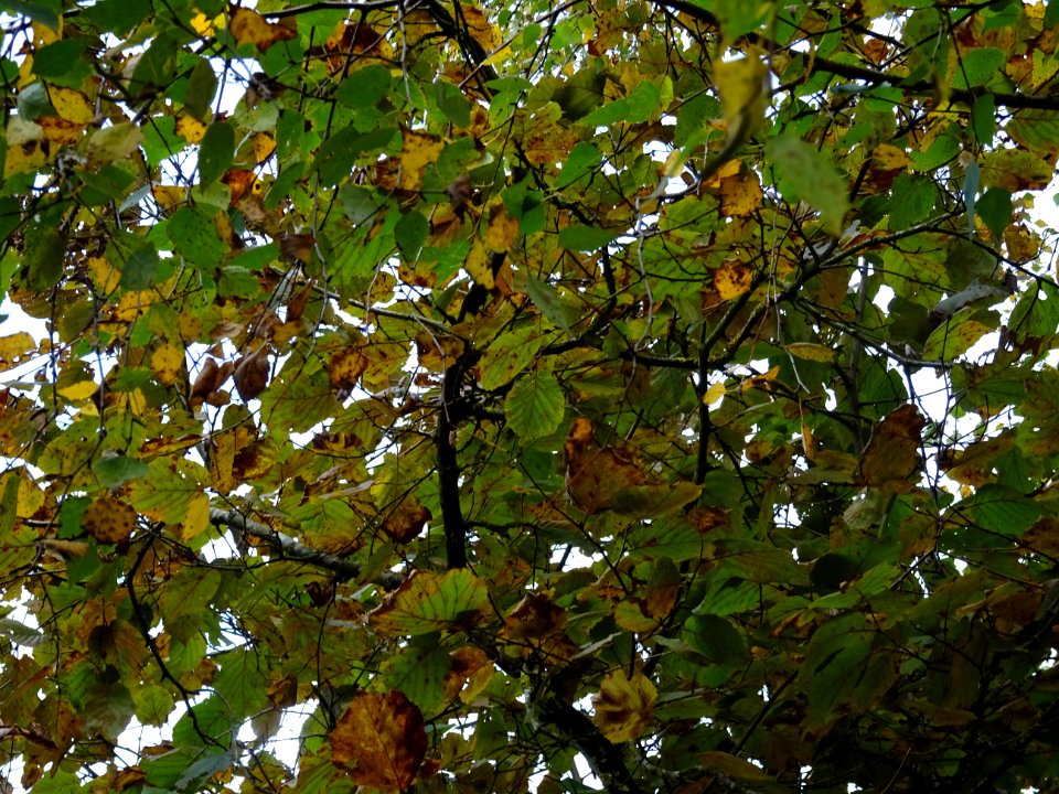 Noisetier pourpre, Corylus maxima 'Purpurea', Betulacées, … 