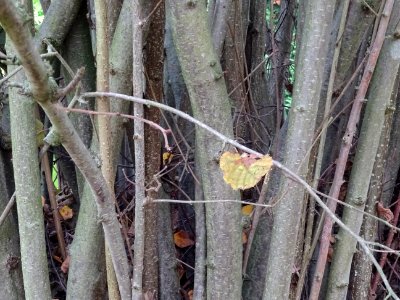 Ecorce du Noisetier pourpre, Corylus maxima 'Purpurea', Be… 