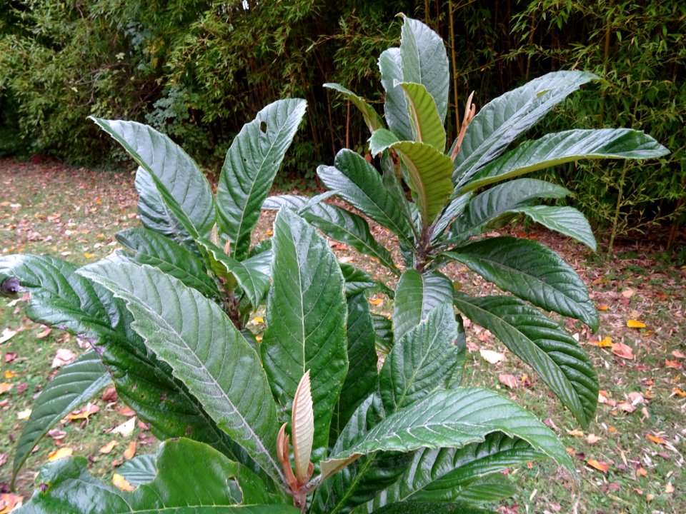 Néflier du Japon, Eriobotrya japonica, Rosacées, Arboretum… 