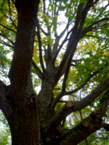 Tronc et branches de l' Erable champetre, Acer campestre, … 