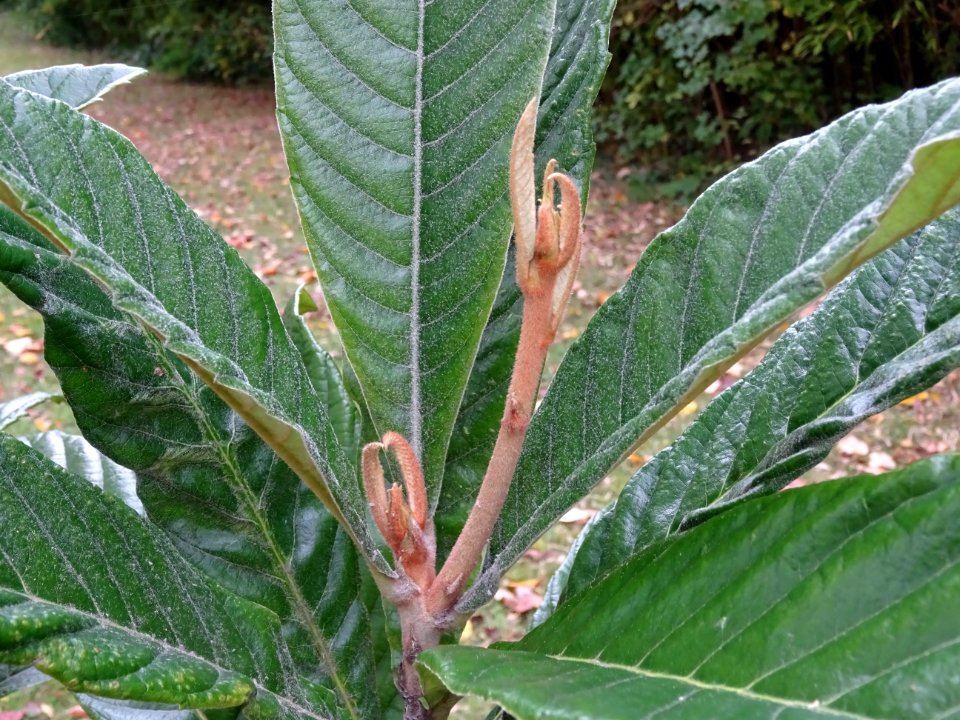 Néflier du Japon, Eriobotrya japonica, Rosacées, Arboretum… 