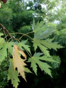 Erable argenté ou Erable de Virginie, Acer saccharinum 'Wi… 