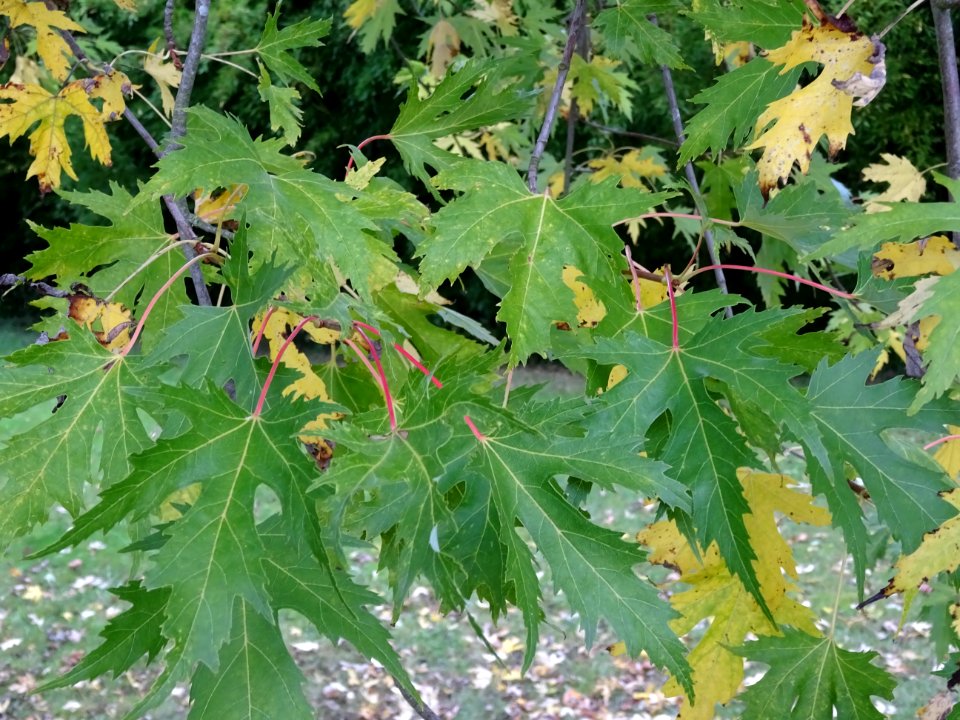 Erable argenté ou Erable de Virginie, Acer saccharinum 'Wi… 