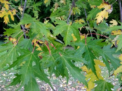 Erable argenté ou Erable de Virginie, Acer saccharinum 'Wi… 