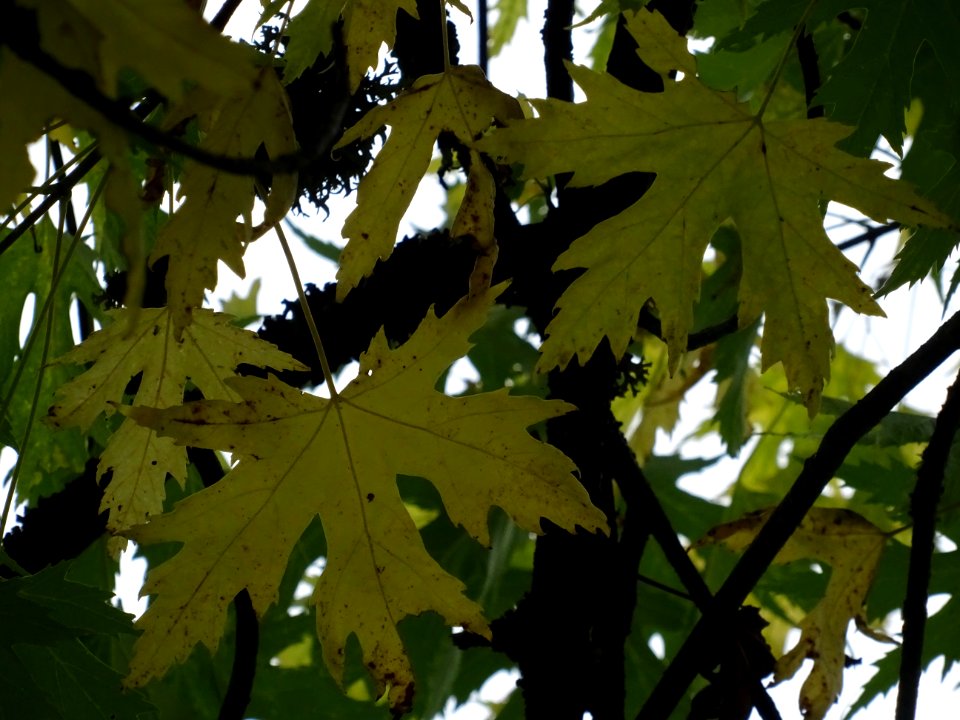 Erable argenté ou Erable de Virginie, Acer saccharinum 'Wi… 
