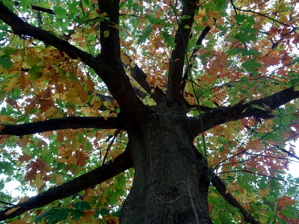Tronc et branches du Chêne rouge d'Amérique, Quercus rubra… 