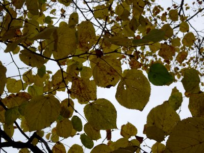 Tilleul de Crimée, Tilia * Euchlora = Tilia cordata * Tili… 