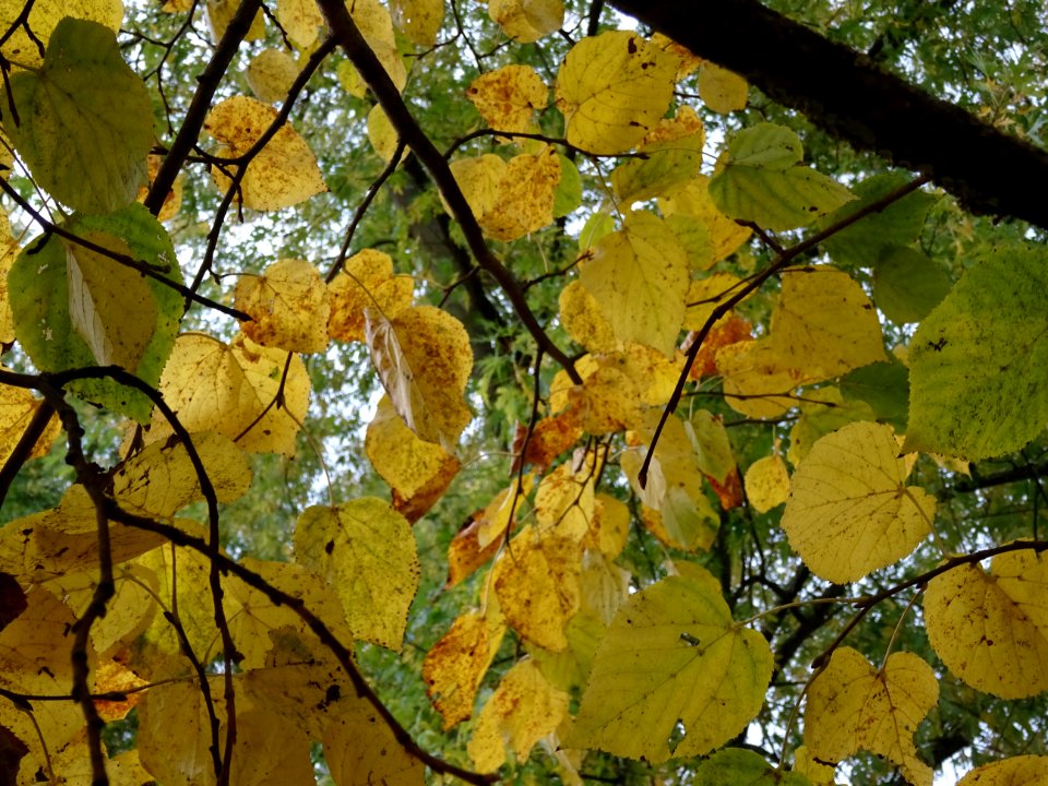 Tilleul de Crimée, Tilia * Euchlora = Tilia cordata * Tili… 