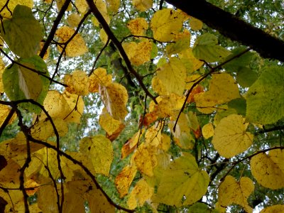 Tilleul de Crimée, Tilia * Euchlora = Tilia cordata * Tili… 