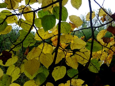 Tilleul de Crimée, Tilia * Euchlora = Tilia cordata * Tili… 