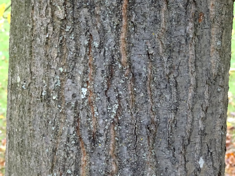 Ecorce du Tilleul de Crimée, Tilia * Euchlora = Tilia cord… 