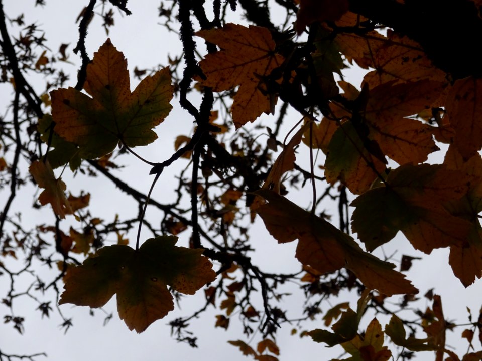 Erable sycomore 'Negenia', Acer pseudoplatanus 'Negenia', … 