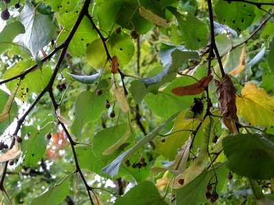 Tilleul hybride, Tilia * Orbicularis = Tilia * Euchlora*Ti… 