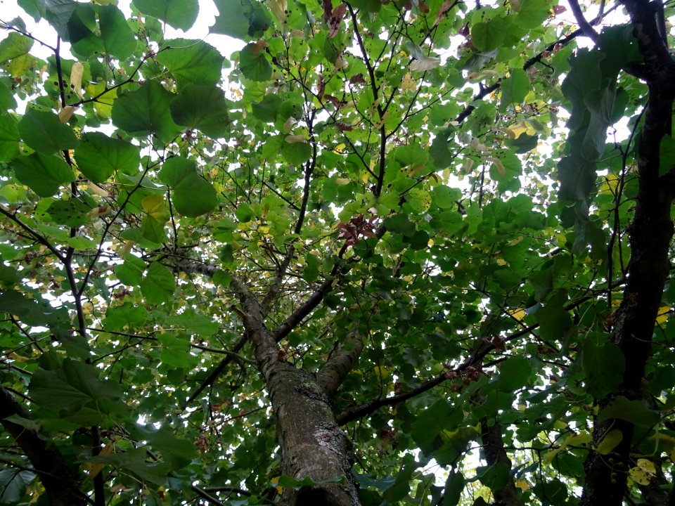 Tilleul hybride, Tilia * Orbicularis = Tilia * Euchlora*Ti… 