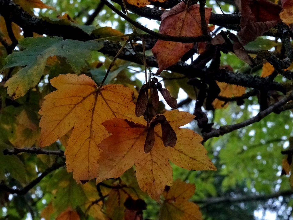 Erable sycomore 'Negenia', Acer pseudoplatanus 'Negenia', … 