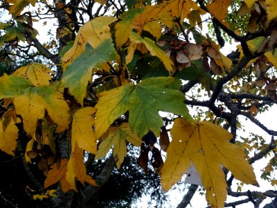 Erable sycomore 'Negenia', Acer pseudoplatanus 'Negenia', … 