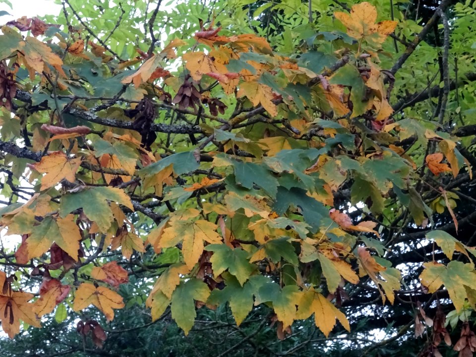 Erable sycomore 'Negenia', Acer pseudoplatanus 'Negenia', … 