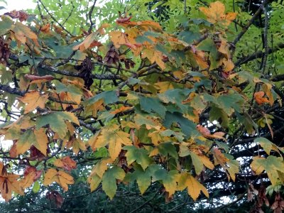 Erable sycomore 'Negenia', Acer pseudoplatanus 'Negenia', … 