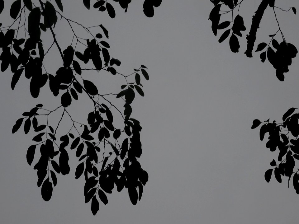 Robinier faux-acacia, Robinia pseudoacacia 'Bessoniana', F… 