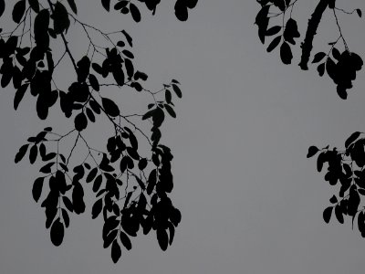 Robinier faux-acacia, Robinia pseudoacacia 'Bessoniana', F… 