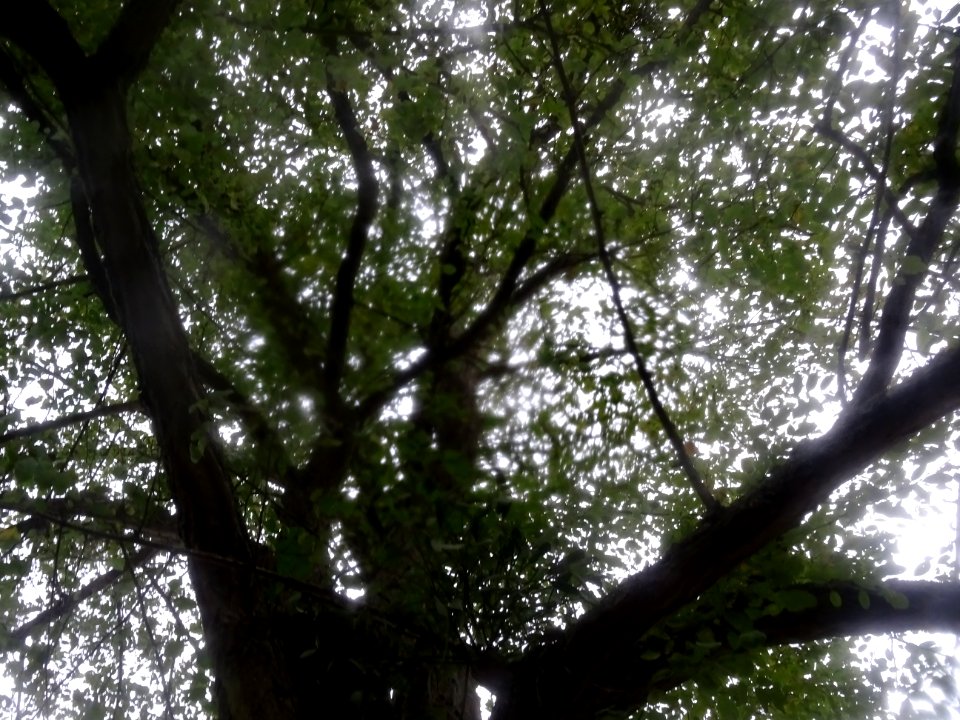 Robinier faux-acacia, Robinia pseudoacacia 'Bessoniana', F… 