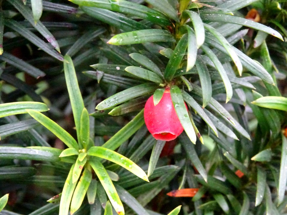 If commun fastigié, Taxus baccata 'Fastigiata', Taxodiacée… 