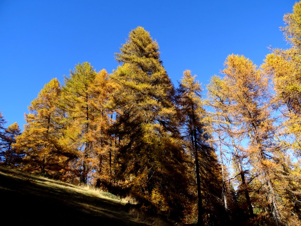 Mélèzes orangés dans le ciel bleu des Hautes-Alpes 