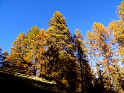 Mélèzes orangés dans le ciel bleu des Hautes-Alpes 