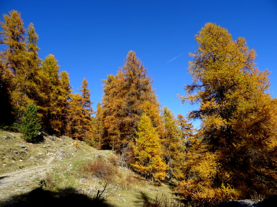 Mélèzes orangés dans le ciel bleu des Hautes-Alpes 