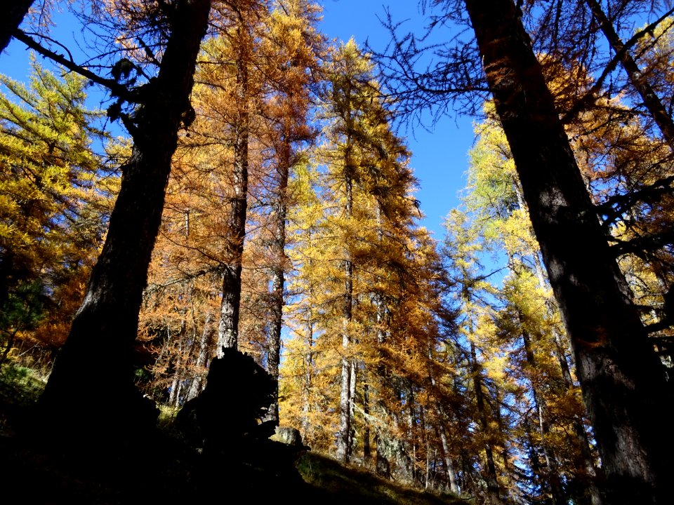 Mélèzes orangés dans le ciel bleu des Hautes-Alpes 