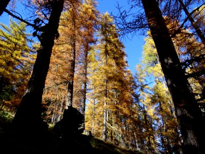 Mélèzes orangés dans le ciel bleu des Hautes-Alpes 