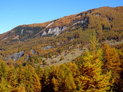Des mélèzes dorés à perte de vue 