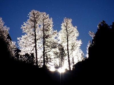 Effet de lumière rasante du soleil dans les mélèzes ... 