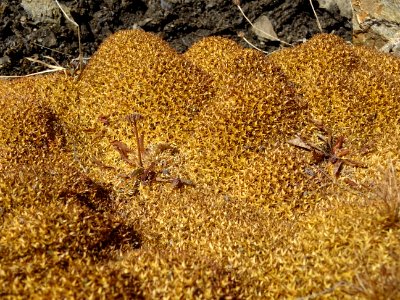 Tapis de fleurs en coussinets ... à identifier ? 