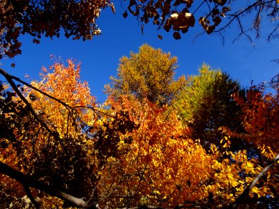 Couleurs automnales 