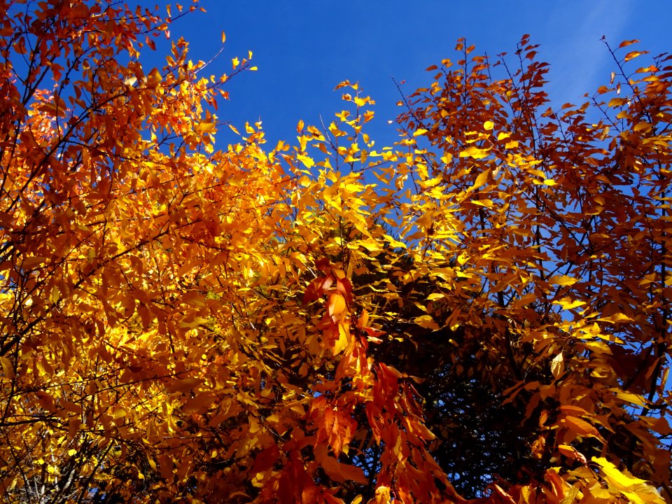 Couleurs automnales 