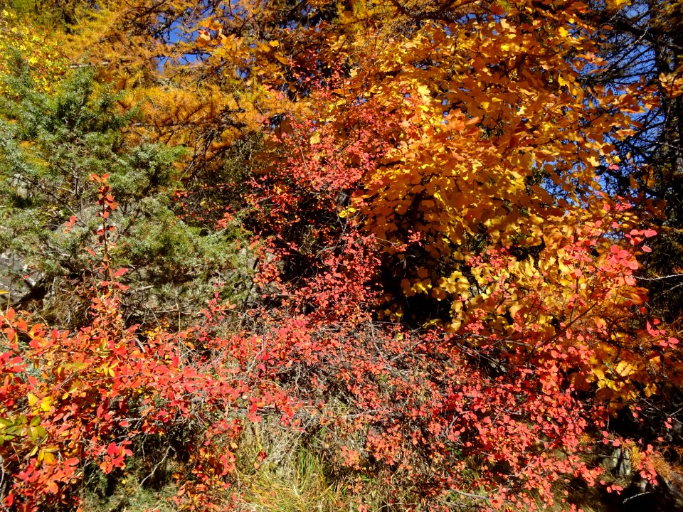 Couleurs automnales 