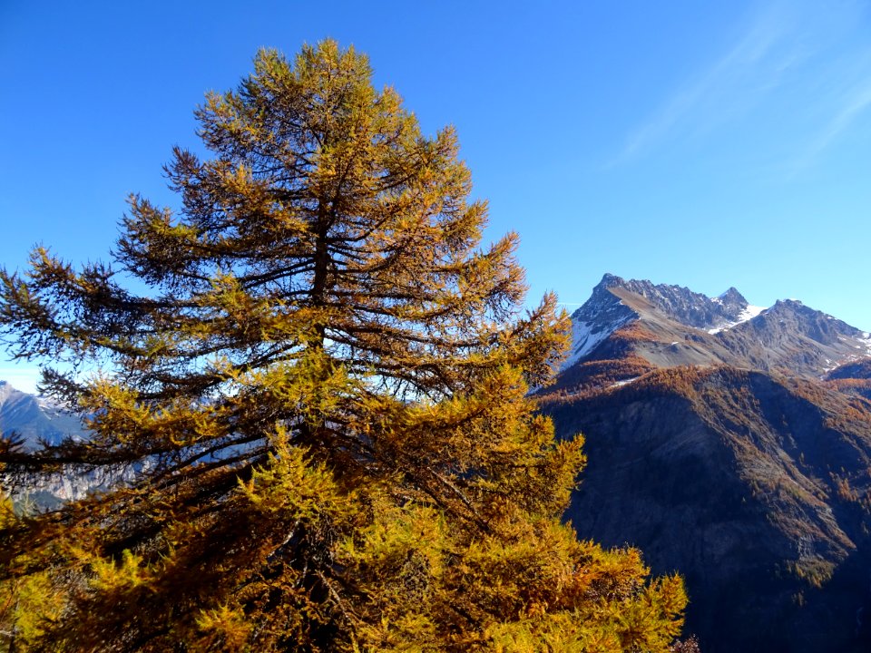 Un immense mélèze et l' Aiguillas 