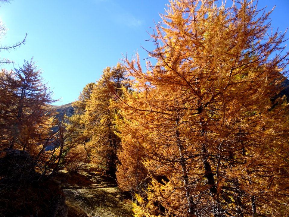 Le sentier se glisse entre les mélèzes 