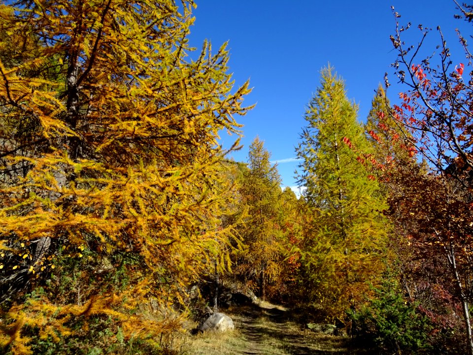Mélèzes aux couleurs automnales 