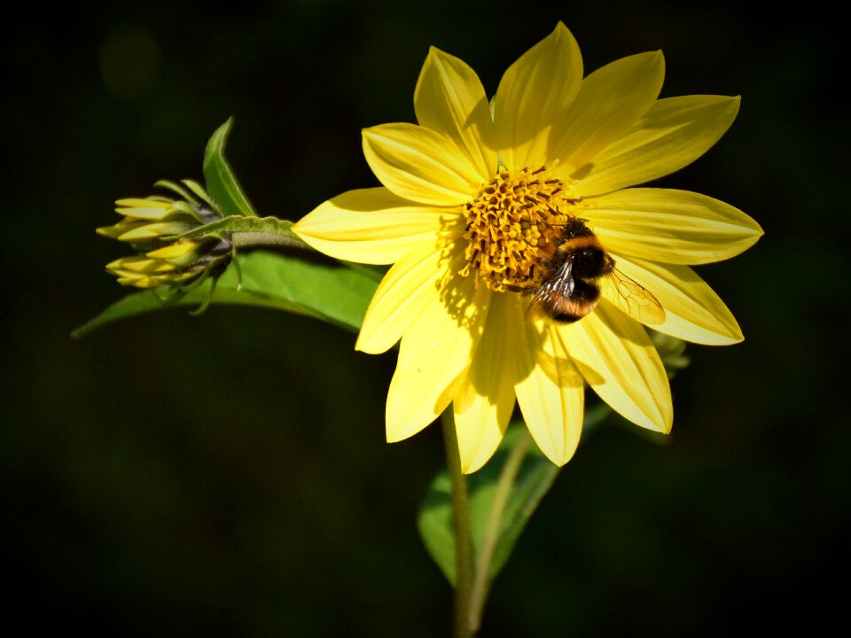 Close up flower insect