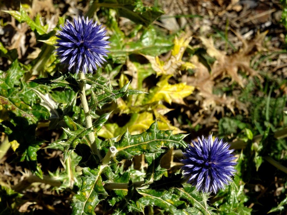 Azurite ou oursin bleu, Echinops ritro, Astéracées 
