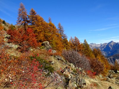Une explosion de couleurs automnales ! 