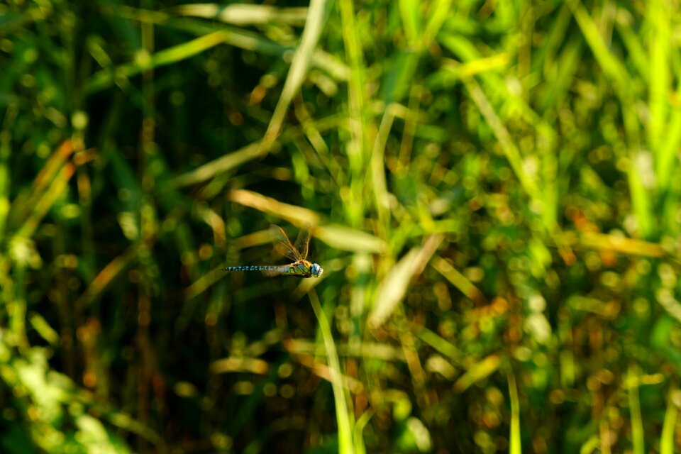 Dragonfly flight insect Free photos