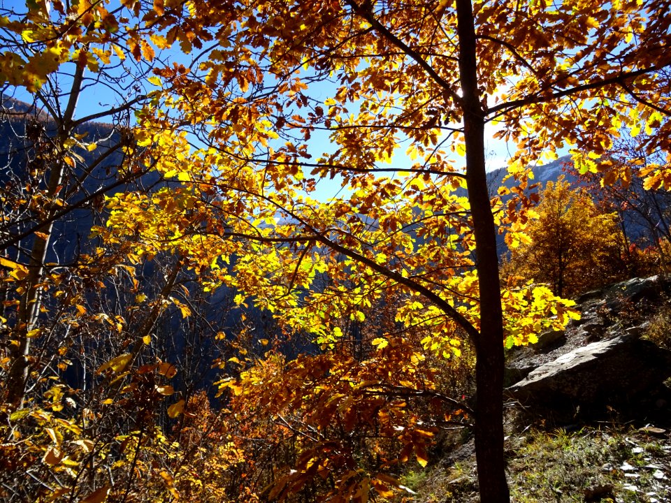 Lumière d'automne dans les feuilles d'un chêne 