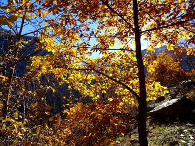 Lumière d'automne dans les feuilles d'un chêne 