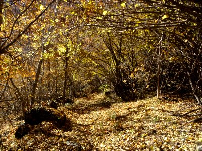 La trace file dans le sous-bois tapissé de feuilles mortes… 