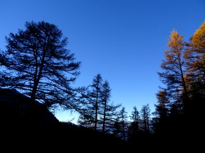 Le soleil joue à cache-cache dans les mélèzes 