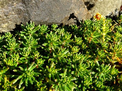 Saxifrage des ruisseaux, Saxifraga aizoides, Saxifragacées… 
